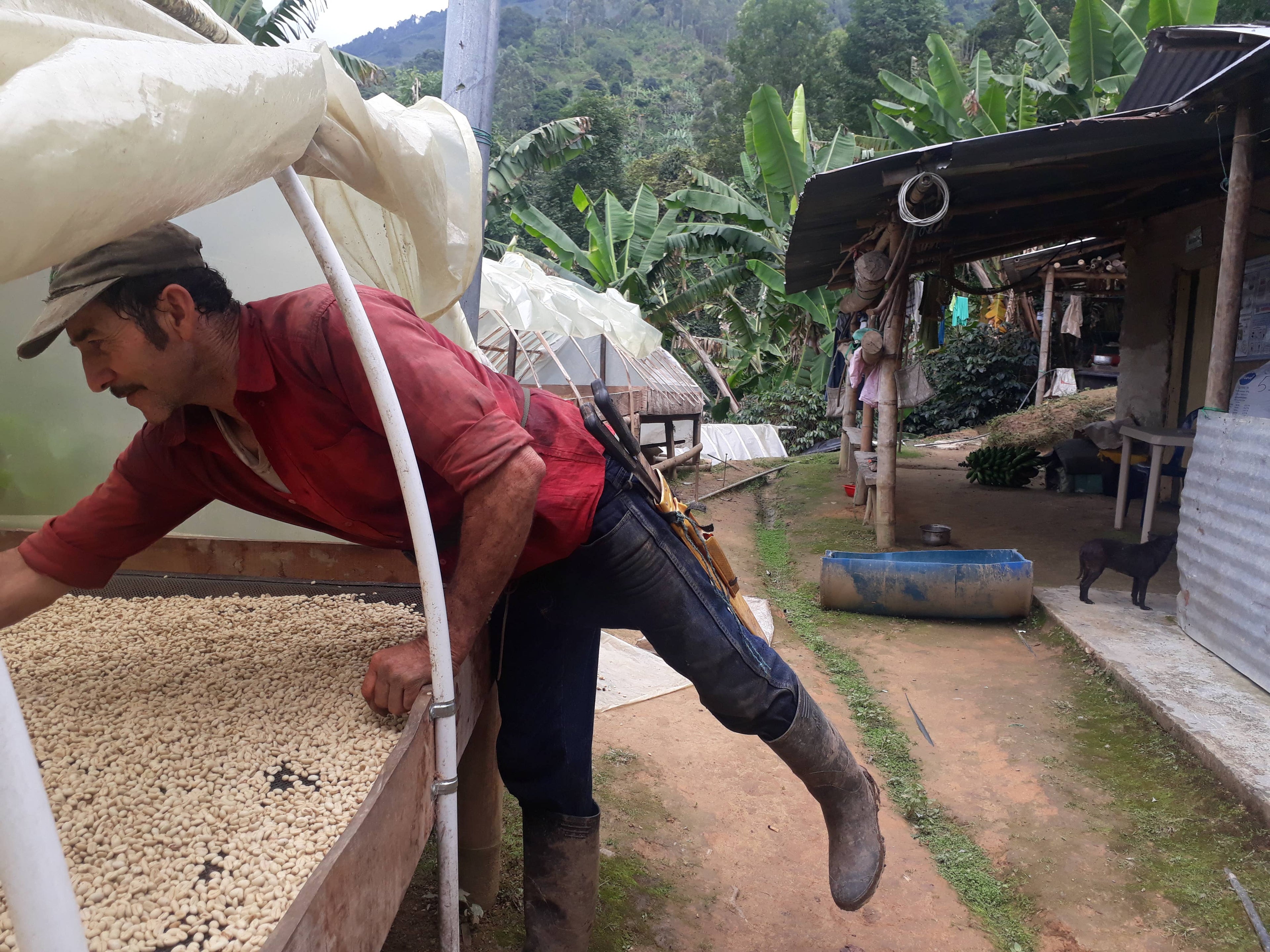 Kaffebønner fra Colombia - Las Margaritas (1 kg)