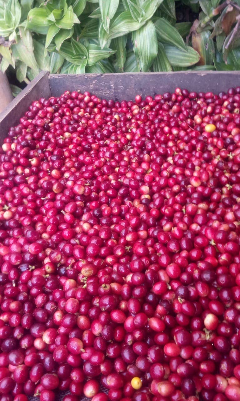 Kaffebønner fra Colombia - Las Margaritas (1 kg)