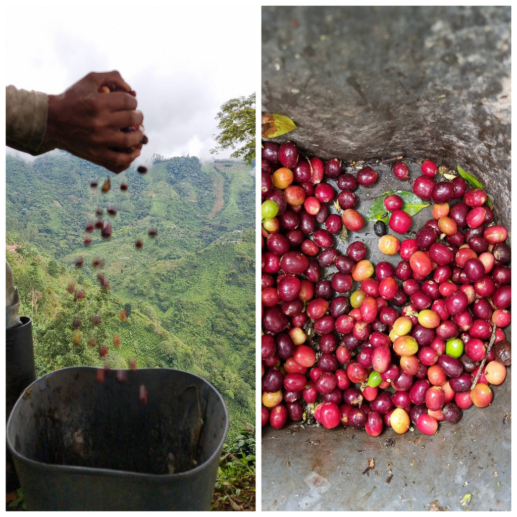 Kaffebønner fra Colombia - Las Margaritas (1 kg)