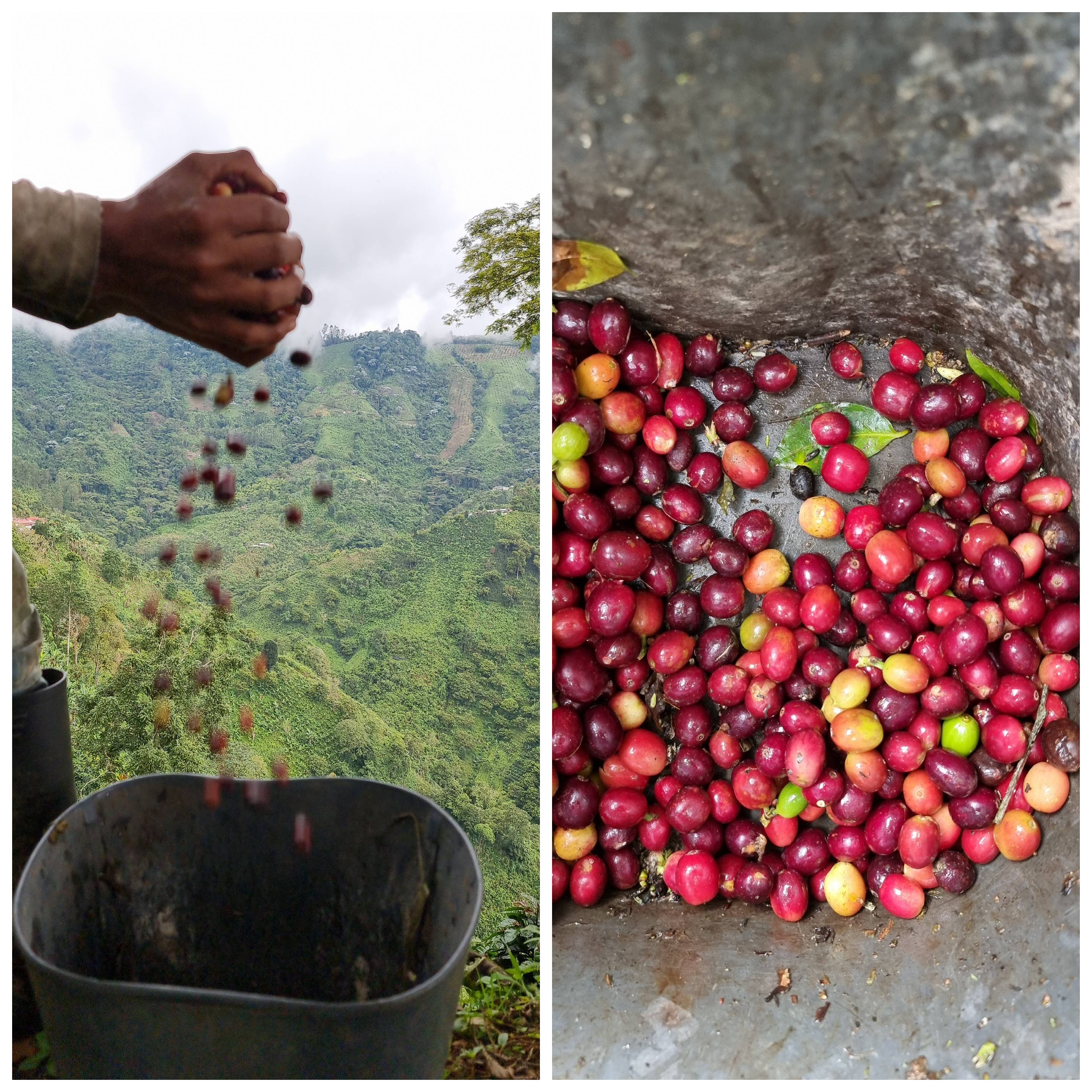 Kaffebønner fra Colombia - Las Margaritas (1 kg)